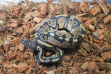 Piton Bola Nominal Sugar? Het Pied 50% Lavender hembra ID R8-16