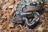 Piton Bola Nominal Sugar? Het Pied 50% Lavender hembra ID R8-16