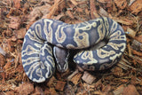 Piton Bola Pastel GHI Hembra ID R8-20
