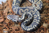 Piton Bola Pastel GHI Hembra ID R8-20
