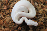 Piton Bola Pastel Ivory Hembra iD R9-04