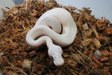 Piton Bola Pastel Ivory Hembra iD R9-04