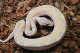 Piton Bola Banana Vainilla Macho ID R10-09