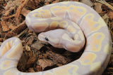 Piton Bola Banana Vainilla Macho ID R10-09