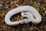 Piton Bola Ivory Hembra ID R10-16