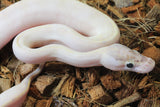 Piton Bola Ivory Hembra ID R10-16