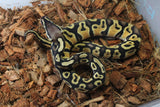 Piton Bola Pastel + ? Hembra iD R10-17