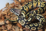 Piton Bola Pastel + ? Hembra iD R10-17