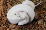 Piton Bola Ivory Hembra ID R10-16