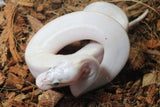Piton Bola Ivory Hembra ID R10-16