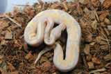 Piton Bola Banana Vainilla Macho ID R11-06