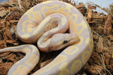 Piton Bola Banana Vainilla Macho ID R11-06