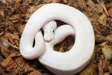 Piton Bola Ivory Pastel Macho ID R11-07