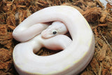 Piton Bola Ivory Pastel Macho ID R11-07