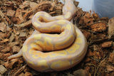 Piton Bola Banana Macho ID R11-09