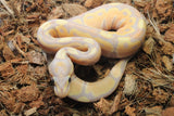 Piton Bola Banana Macho ID R11-09
