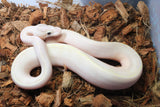 Piton Bola Ivory Het Clown Macho ID R11-10