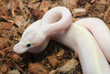 Piton Bola Ivory Het Clown Macho ID R11-10