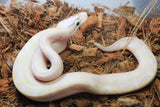 Piton Bola Ivory Pastel Macho ID R11-14