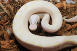 Piton Bola Ivory Pastel Macho ID R11-14