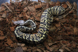 Piton Bola Super Pastel GHI Macho ID R11-18
