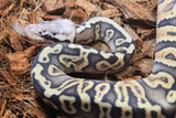 Piton Bola Super Pastel GHI Macho ID R11-18
