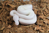 Piton Bola Spider Pied (White Weeding) Macho ID R1-07