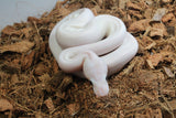 Piton Bola Spider Pied (White Weeding) Macho ID R1-07