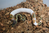 Piton Bola Pied Yellowbelly Fire Hembra ID R1-10