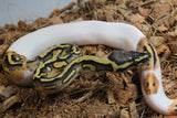 Piton Bola Pied Yellowbelly Fire Hembra ID R1-10