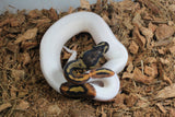 Piton Bola Pied Hembra ID R1-17
