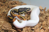 Piton Bola Pied Hembra ID R1-17