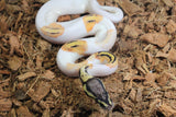 Piton Bola Pied Orange Dream Yellowbelly Hembra ID R2-03