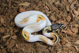 Piton Bola Pied Orange Dream Yellowbelly Hembra ID R2-03