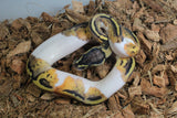 Piton Bola Pied Yellowbelly fire Hembra ID R2-12