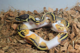 Piton Bola Pied Yellowbelly fire Hembra ID R2-12