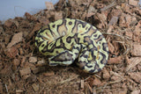 Piton Bola GHI Pastel Enchi HGW DH DG Clown Macho ID R2-15