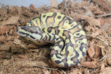 Piton Bola GHI Pastel Enchi HGW DH DG Clown Macho ID R2-15