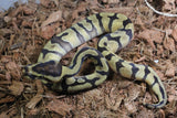 Piton Bola Pastel Enchi OD DH DG Clown Hembra ID R3-01