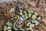 Piton Bola Pastel Enchi OD DH DG Clown Hembra ID R3-01