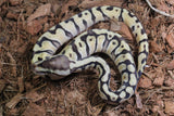Piton Bola Pastel HGW OD? Dh DG Clown Hembra ID R3-05