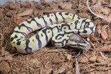 Piton Bola Pastel HGW OD? Dh DG Clown Hembra ID R3-05