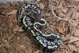 Piton Bola Mojave YB DH DG Clown Hembra iD R3-12