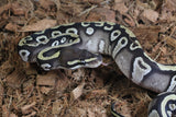 Piton Bola Mojave YB DH DG Clown Hembra iD R3-12
