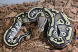 Piton Bola Pastave YB DH DG Clown Hembra ID R3-14