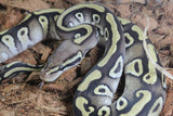 Piton Bola Pastave YB DH DG Clown Hembra ID R3-14