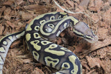 Piton Bola Pastave YB DH DG Clown Hembra ID R3-16