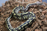 Piton Bola Pastave YB DH DG Clown Hembra ID R3-16