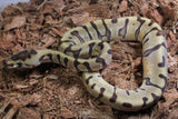 Piton Bola HGW Super Enchi DH DG Clown Hembra iD R3-17