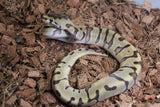 Piton Bola HGW Super Enchi DH DG Clown Hembra iD R3-17